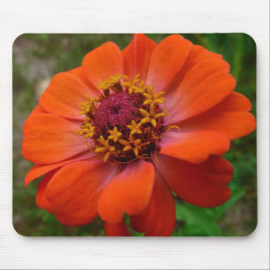 Mousepad Orange Zinnia Wildflower Nature Floral