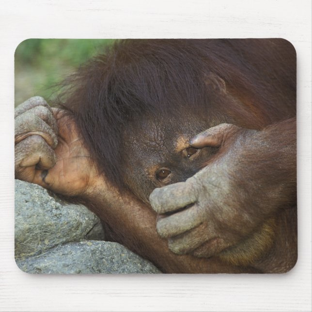 Mousepad Orangotango de Sumatra, Pongo pygmaeus (Frente)