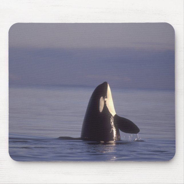 Mousepad Orca assassina (Orca orcinus) em spyhopping perto (Frente)