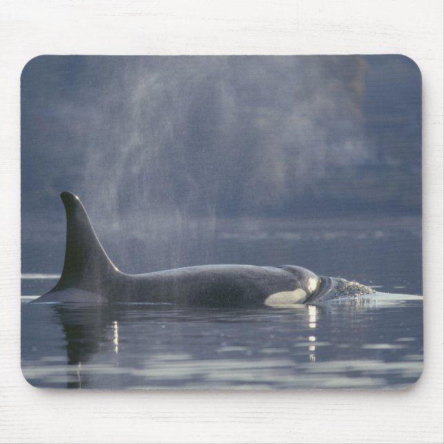 Mousepad Orca fêmea adulta (Orcinus Orca), Puget (Frente)