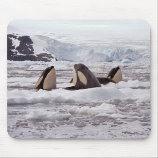 Mousepad Orcas Spyhopping Mouspad