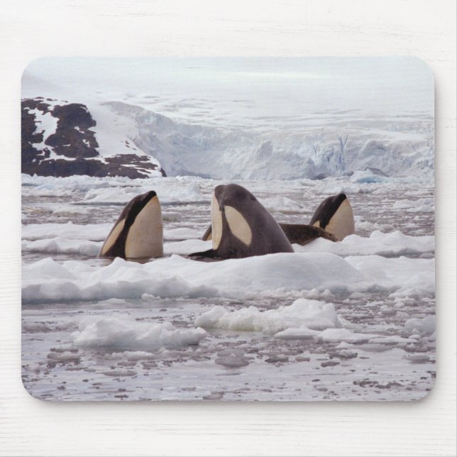 Mousepad Orcas Spyhopping Mouspad (Frente)
