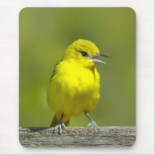 Mousepad Orchard Oriole - Fotografia original