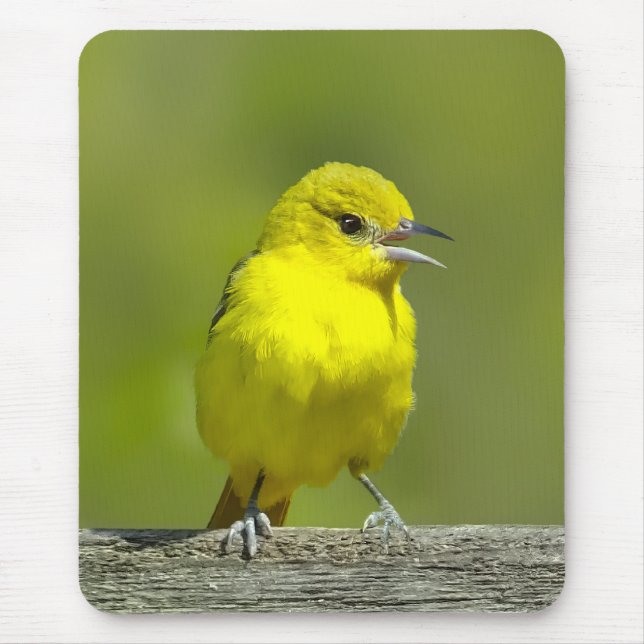 Mousepad Orchard Oriole - Fotografia original (Frente)