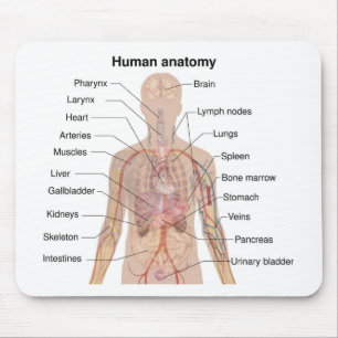 Mousepad Organograma Interno de Anatomia do Corpo Humano