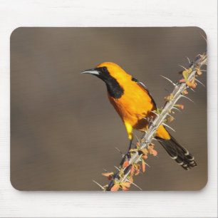 Mousepad Oriole encapuzado em um galho