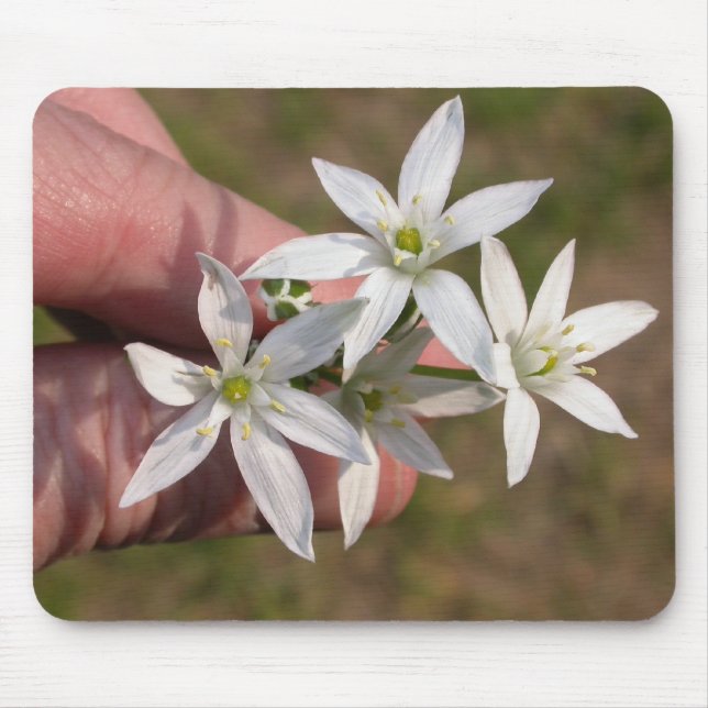 Mousepad Ornithogalum umbellatum (Frente)
