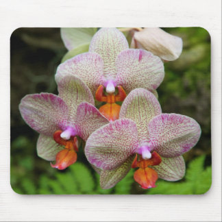 Mousepad - orquídea
