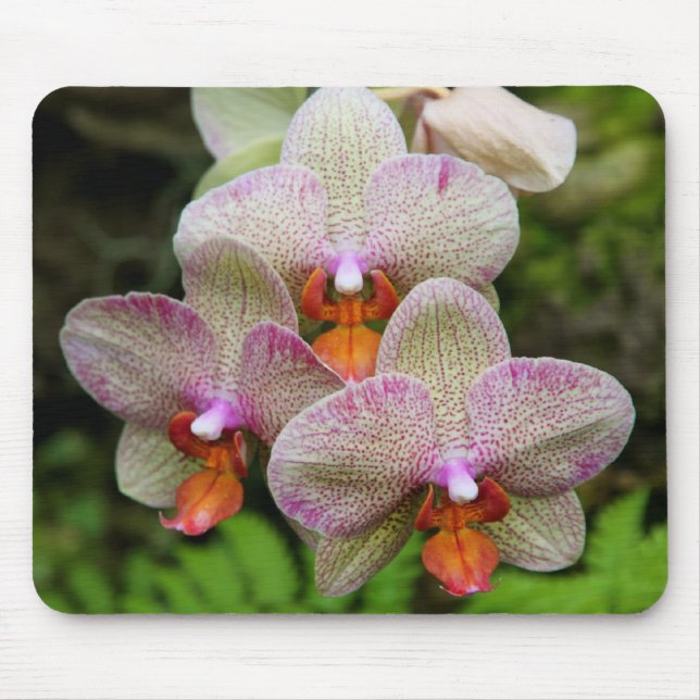 Mousepad - orquídea (Frente)