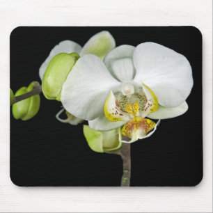 Mousepad Orquídea branca