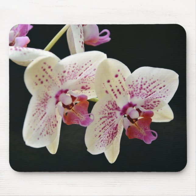 Mousepad Orquídea branca e rosa linda com fundo preto (Frente)