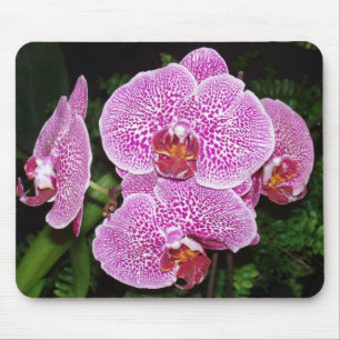 Mousepad Orquídea branca e roxa