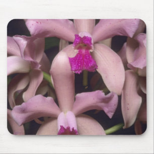 Mousepad Orquídea, (Cattleya amethystoglossa), Leste
