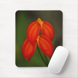 Mousepad Orquídea do ignea do Masdevallia