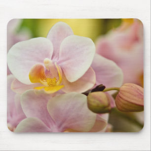 Mousepad Orquídea do Phalaenopsis