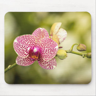 Mousepad Orquídea rosa