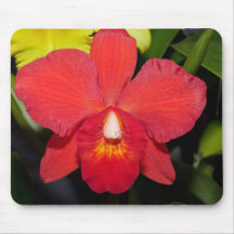 Orquídea Vermelha Exótica