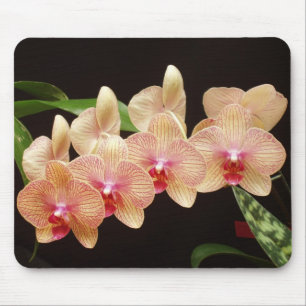 Mousepad Orquídeas!