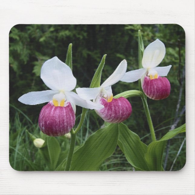 Mousepad Orquídeas da Mousepad-Senhora deslizador (Frente)