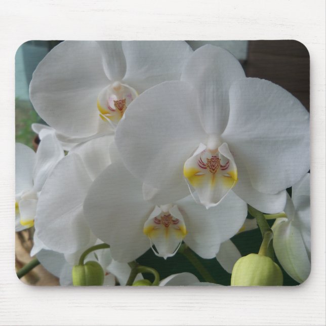 Mousepad Orquídeas de Mata Branca em um bocal (Frente)