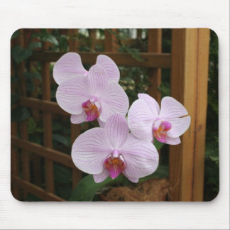 Mousepad Orquídeas do zen