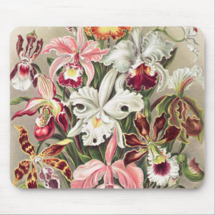 Mousepad Orquídeas, Orquídeas Denusblumen de Ernst Haecke