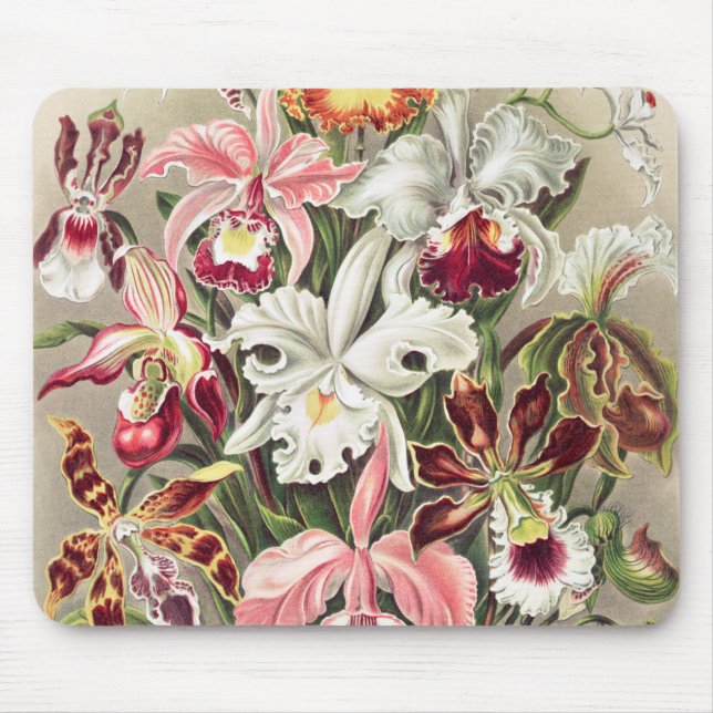 Mousepad Orquídeas, Orquídeas Denusblumen de Ernst Haeckel (Frente)