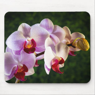 Mousepad Orquídeas Rosa 0834