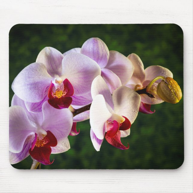 Mousepad Orquídeas Rosa 0834 (Frente)