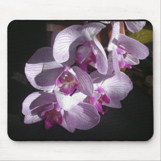 Mousepad Orquídeas Sunlit