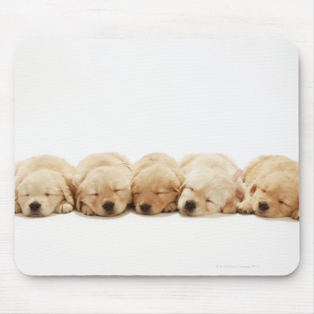 Mousepad Os filhotes do Ouro Retriever (Frente)