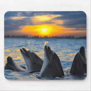 Mousepad Os golfinhos garrafa-cheirados na luz do por do