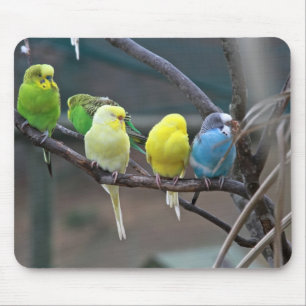 Mousepad Os Parakeets coloridos brilhantes Budgies repetem