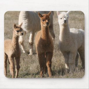 Mousepad Os três amigo, Alpaca-Estilo