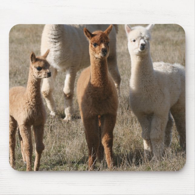 Mousepad Os três amigo, Alpaca-Estilo (Frente)