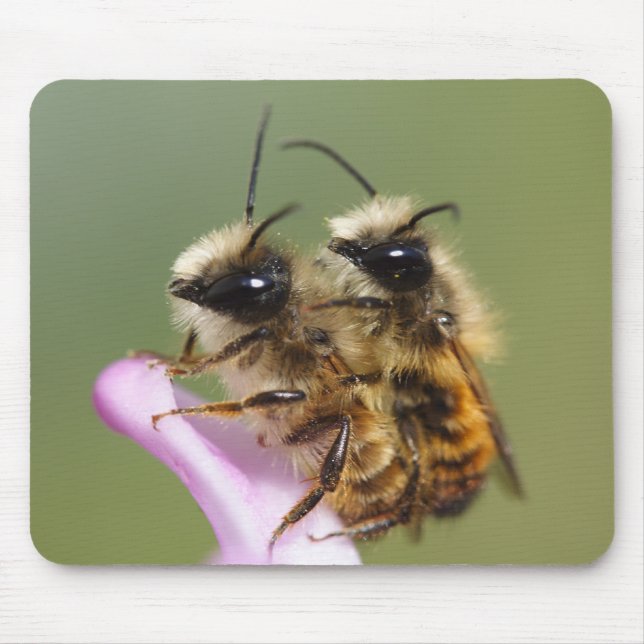 Mousepad Osmia bicornis (Frente)