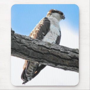 Mousepad Osprey