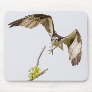 Mousepad Osprey Chegando Em Você