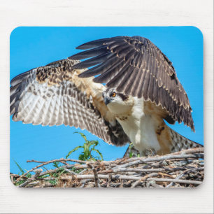 Mousepad Osprey juvenil no ninho