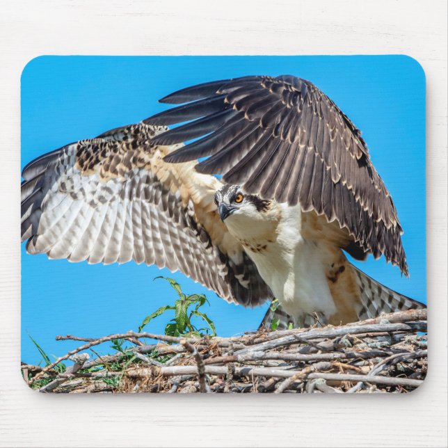 Mousepad Osprey juvenil no ninho (Frente)