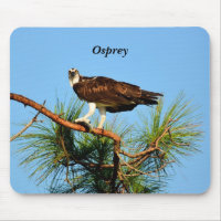 Osprey na natureza