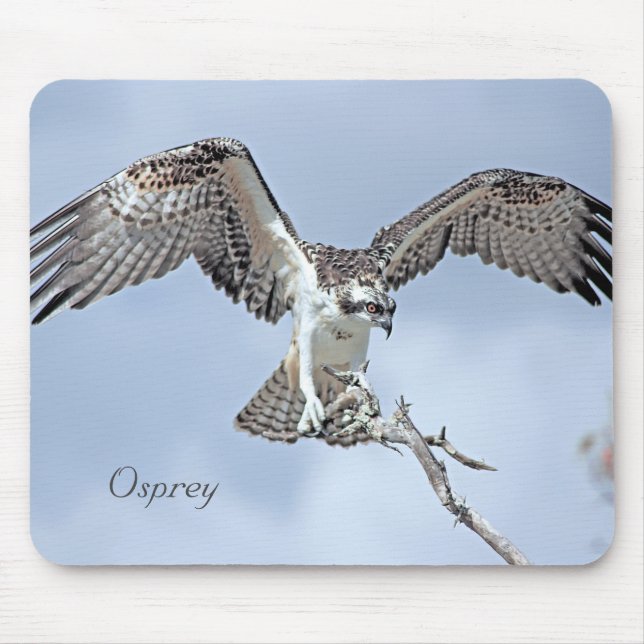 Mousepad Osprey Wingspan (Frente)