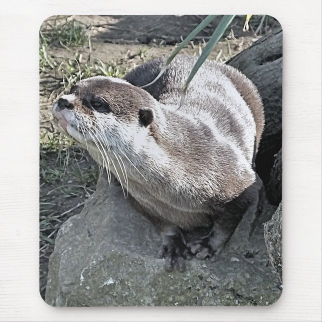 MOUSEPAD OTTER CUTO   (Frente)