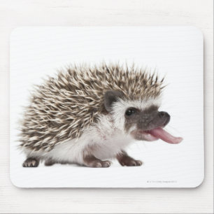 Mousepad ouriço Quatro-toed - albiventris de Atelerix