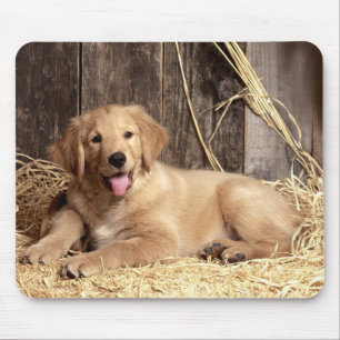 Mousepad Ouro - Cão Rústico