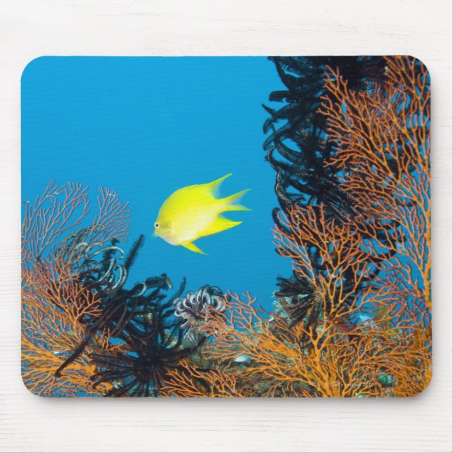 Mousepad Ouro Damselfish (Amblyglicidodon aureus) (Frente)