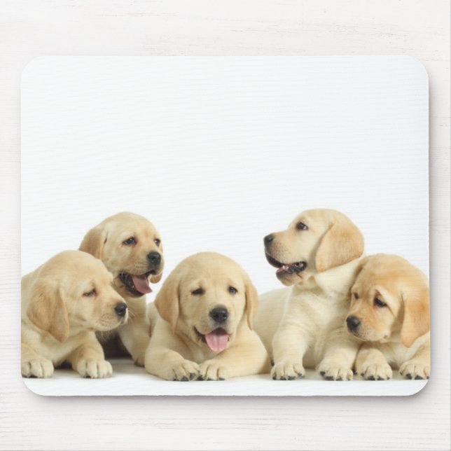 Mousepad Ouro Labrador Puppy Pile (Frente)