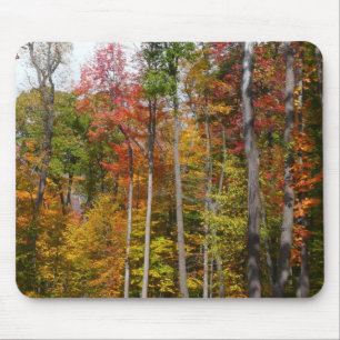 Mousepad Outono na Floresta Fotografia de Outono Colorido