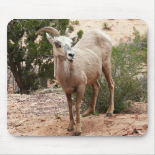 Mousepad Ovelha Engraçada no Parque Nacional do Zion