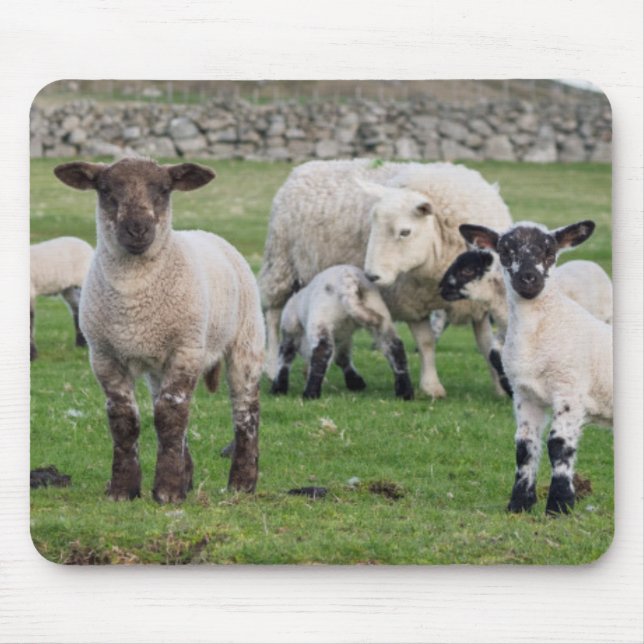 Mousepad ovelha Shetland (Frente)